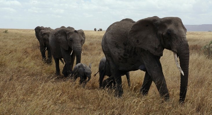 Botsuana volverá a cazar elefantes porque “destruyen” los cultivos
