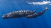 Las embarcaciones, enemigas mortales de los cetáceos | Foto: Cachalotes en aguas de Canarias- El Español