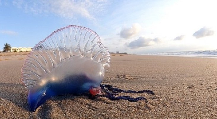 Primera aparición de la carabela portuguesa en Alicante, esta temporada | Foto: Volkan Yuksel CC BY-SA 3.0