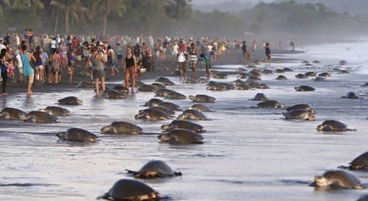 Cientos de turistas impiden a las tortugas anidar en Costa Rica