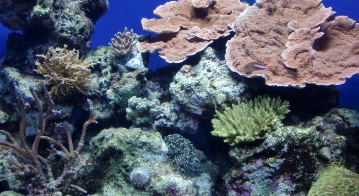 Iberostar estrena un laboratorio de coral en Punta Cana