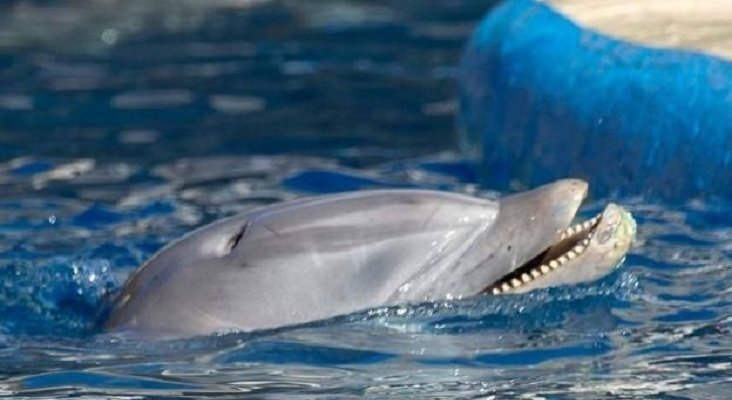 El Zoo Aquarium de Madrid tilda de "absolutamente falsas" las acusaciones de maltrato animal | Foto: Sea Shepherd vía Ideal