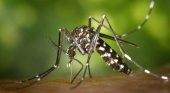 Tres turistas islandeses contraen el virus chikungunya en Alicante | Foto: Mosquito tigre