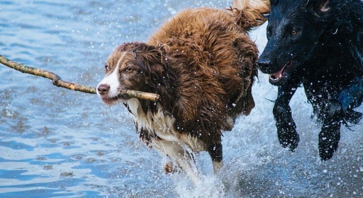 dogs 1246588 960 720 dogs 1246588 960 720