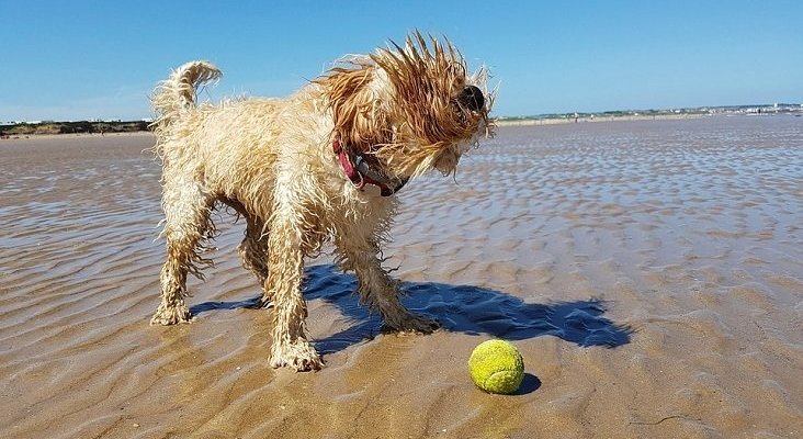 Los turistas ‘dog-friendly’ viajan y gastan más en el destino que los convencionales