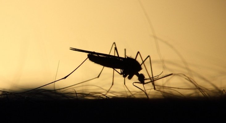 Lanzan alerta epidemiológica por la fiebre del mayaro en América | Foto: afaae.com