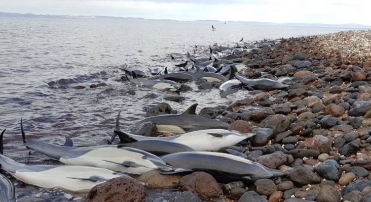 Aparecen 300 delfines muertos en las costas del Golfo de México