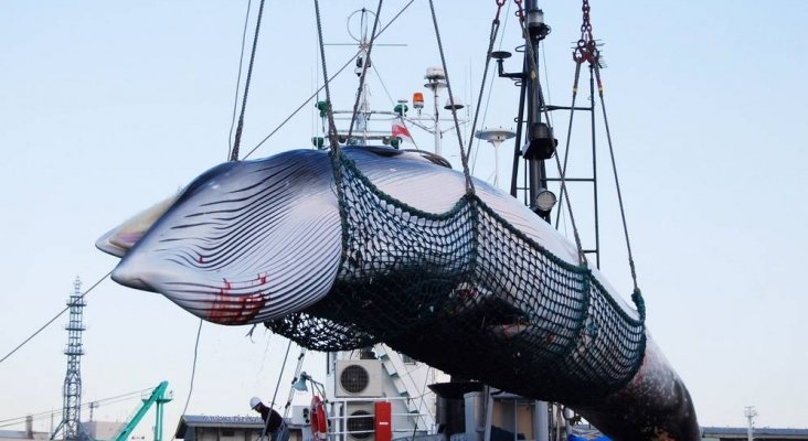Japón retoma la caza comercial de ballenas después de 32 años |Foto: EFE vía El Confidencial