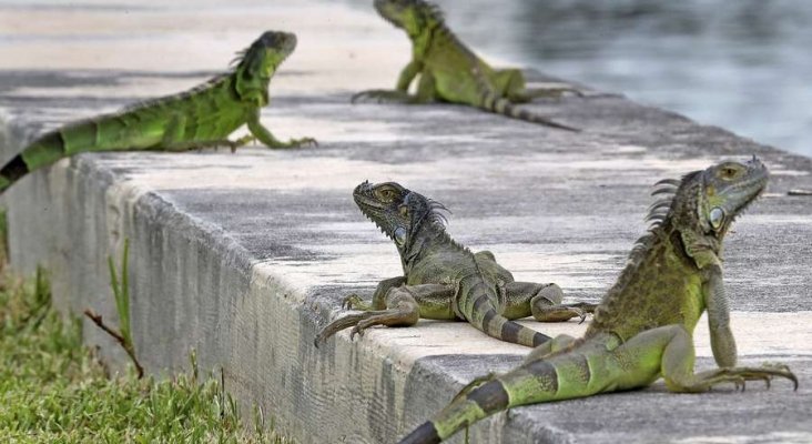 Las iguanas invaden las soleadas playas de Florida|Foto: Tampa Bay Times
