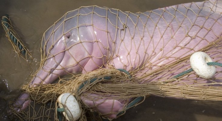 Los delfines rosas del Amazonas están en peligro