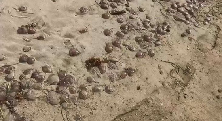 Alarma en Reino Unido por “medusas mortíferas” en Lanzarote | Foto: CEN vía Mirror