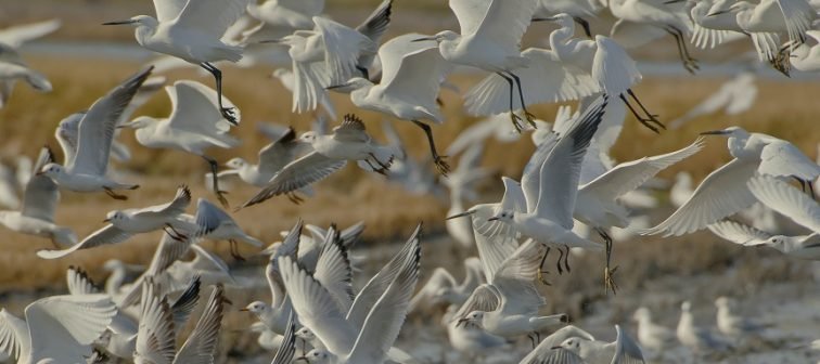 Valencia apuesta por el birdwatching para desestacionalizar 