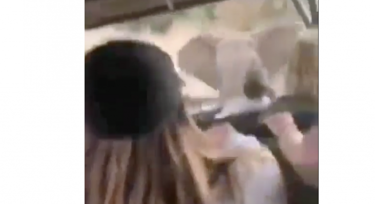 Elefante ataca a turistas en pleno safari por África