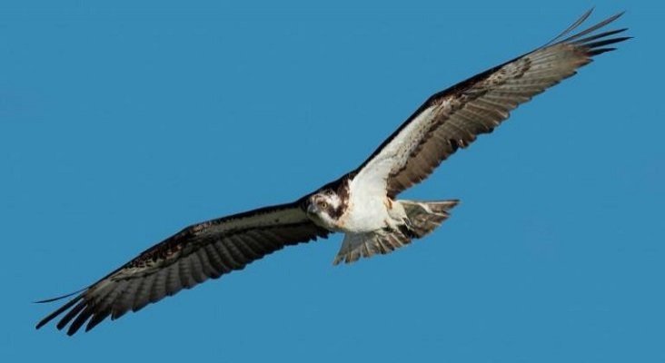 Embarcaciones de recreo, una de las amenazas del guincho en Canarias| Foto: Canarias 7