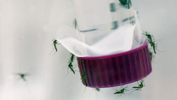 Un repunte en Madrid y Cataluña eleva los casos de zika en España a 168