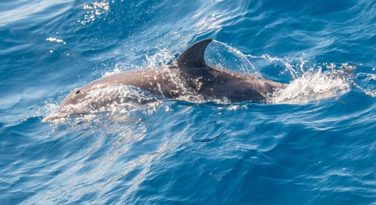 "Hay que compatibilizar el tráfico marítimo con el respeto a los cetáceos" | Foto: El Coleccionista de Instantes Fotografía & Video (CC BY-SA 2.0)