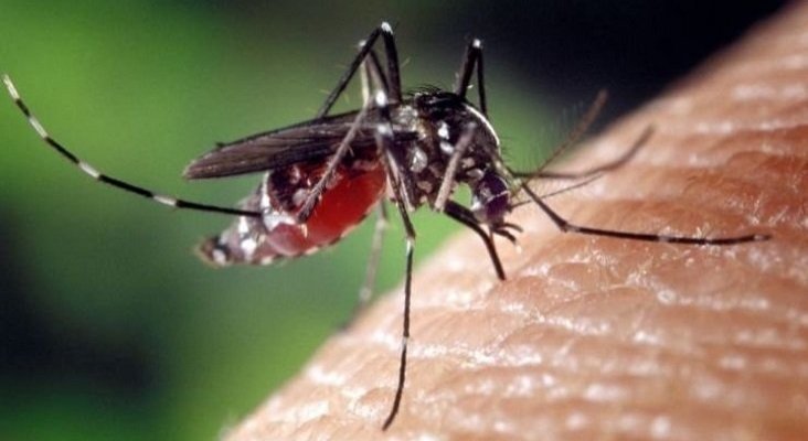 Aumenta el riesgo de contraer el virus mortal EEE en Florida | Foto: themindunleashed.com