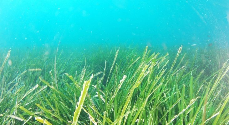 Exigen un mapa de la ubicación de la posidonia, para protegerla de fondeos | Foto: albert kok (CC BY-SA 3.0)