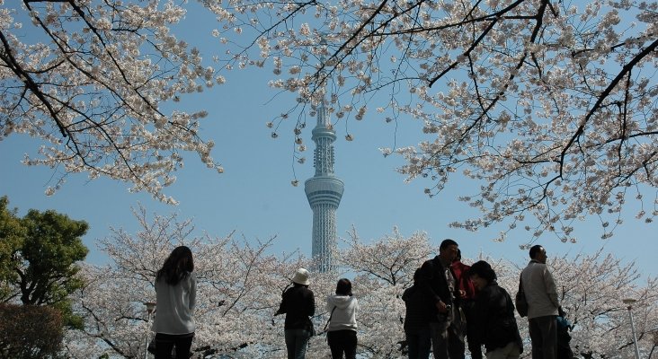 Cerezos y SkyTree