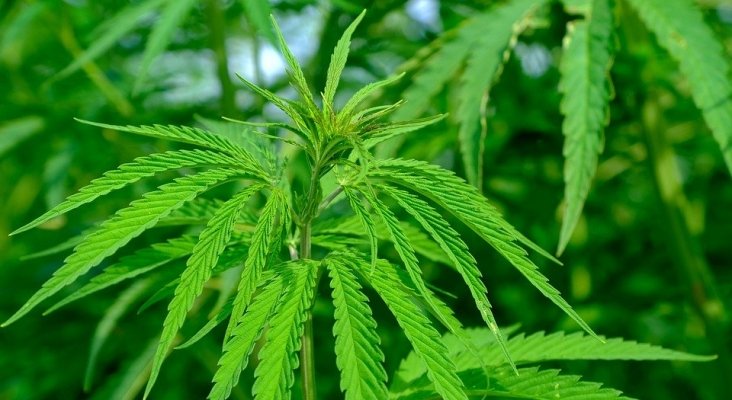 Colombia se postula como primer productor de Cannabis del mundo