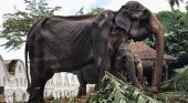 Llaman al boicot contra las atracciones con elefantes en Sri Lanka | Foto: Save Elephant Foundation