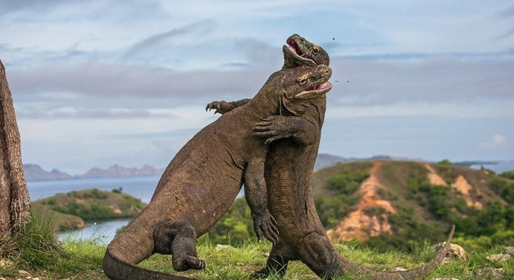 komodo dragon sparring national park