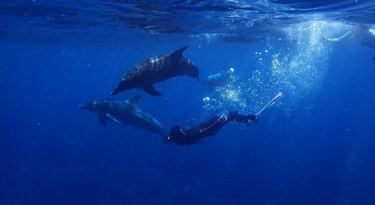 Nueva Zelanda prohíbe a los turistas nadar con los delfines