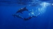 Nueva Zelanda prohíbe a los turistas nadar con los delfines