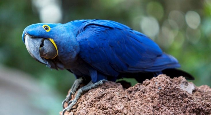 Loro Parque invita a los vecinos de Punta Brava y Las Adelfas a visitar sus instalaciones (1)