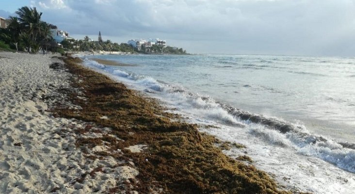 Hoteleros del Caribe mexicano exigen una reducción de impuestos por el sargazo | Foto: Turquesa News