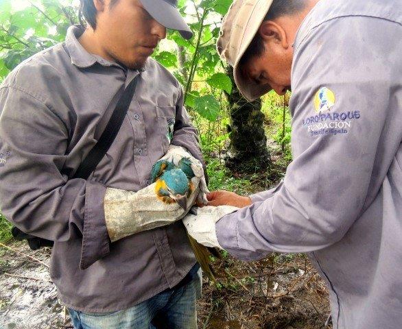 loro parque fundacion cumple 25 años (3)