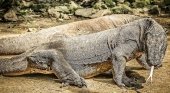 Indonesia recula: no cerrará al público la isla de Komodo en 2020