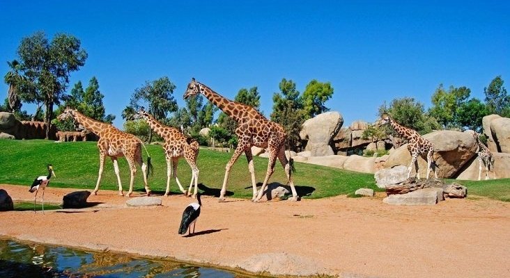 Las jirafas recorriendo la sabana africana Bioparc Valencia 1024x624