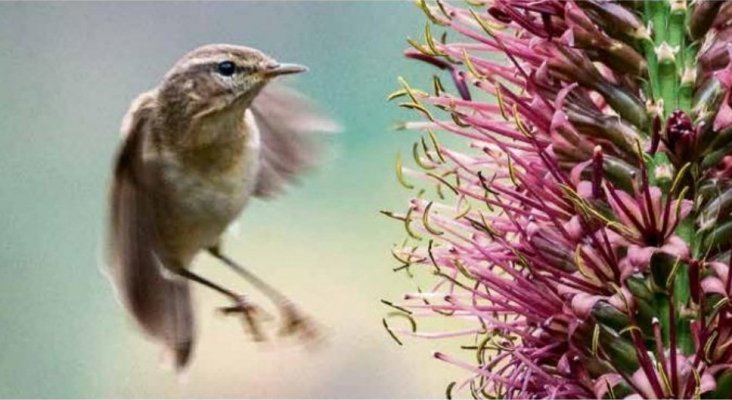 Mosquitero canario (Foto: Juan Emilio Checa)