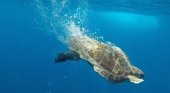 Baleària ha transportado 15 tortugas heridas a Mallorca, en dos años | Foto: Consell Insular d'Eivissa