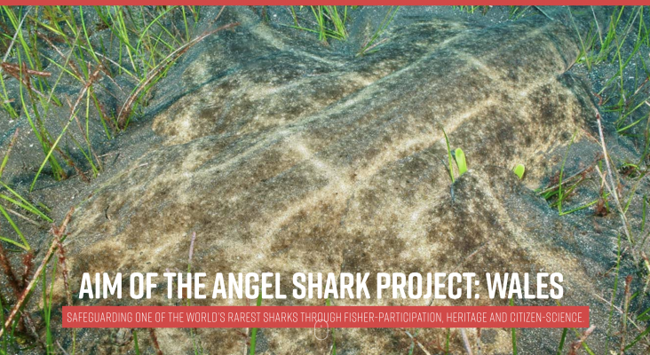 Angel Shark Project