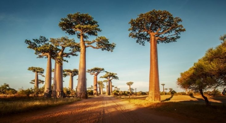 baobabs senegal 768x408