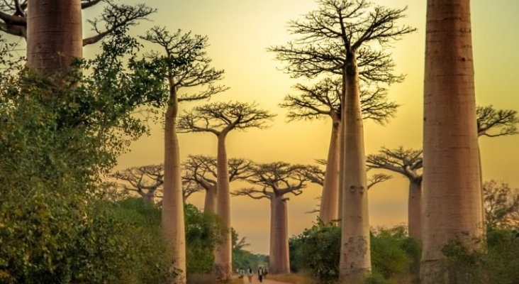 Paisaje natural de Senegal, con los característicos baobabs