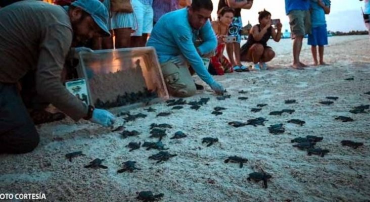 Acusan a Palladium de dañar nidos de Tortugas en Quintana Roo (México)|Foto: Radio Fórmula QR