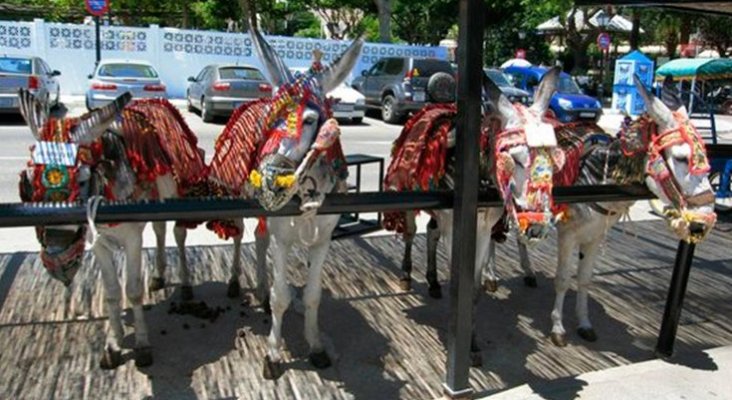 Los burros de Mijas (Málaga) no llevarán a turistas que pesen más de 80 kilos