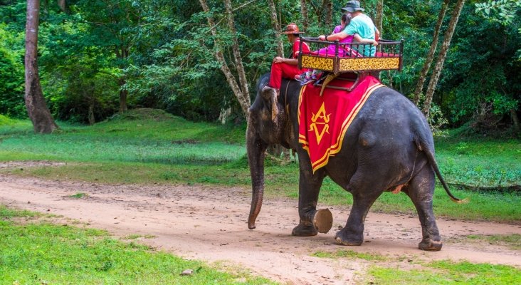 Ponen fin a los paseos sobre elefantes en Angkor Wat, Camboya