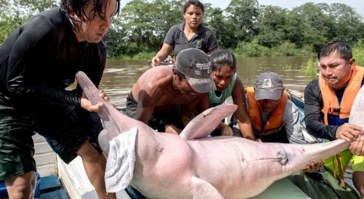 Mercurio, la nueva amenaza para los defines rosas del Amazonas | Foto: futuroverde.org