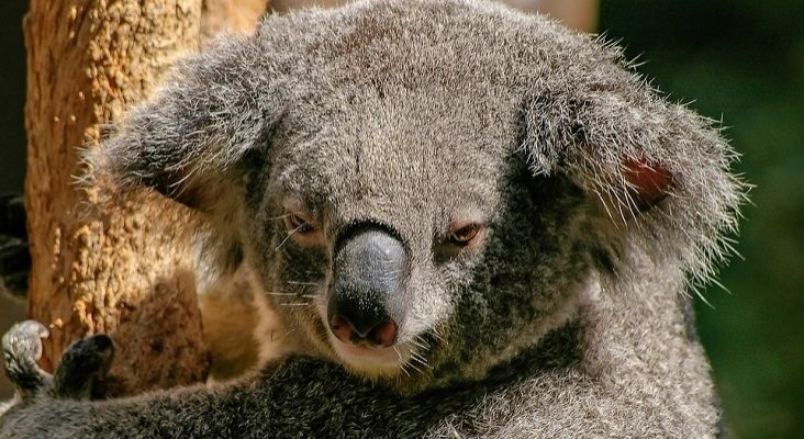 El fuego en Australia amenaza a los koalas y a 30.000 empleos turísticos