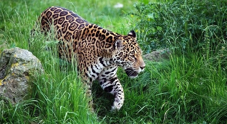 La reintroducción de animales salvajes impulsa el turismo en Iberá (Argentina)