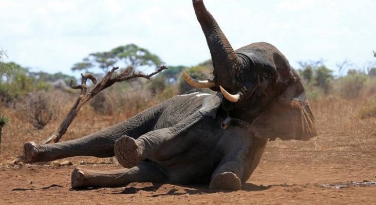 Turistas matan a elefante protegido en Botsuana | Foto La Sexta
