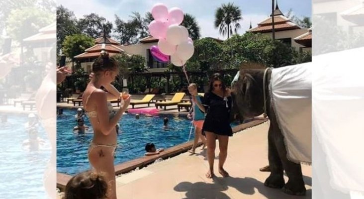 Polémica por la utilización de una cría de elefante en una fiesta de hotel | Foto: Intriper