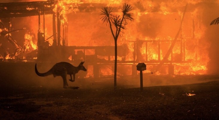 ​Más de 1.000 millones de animales han perdido la vida en los incendios de Australia | Foto: infocampo.com.ar