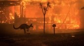 ​Más de 1.000 millones de animales han perdido la vida en los incendios de Australia | Foto: infocampo.com.ar