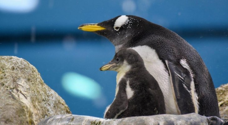 Pingüinos del Loro Parque