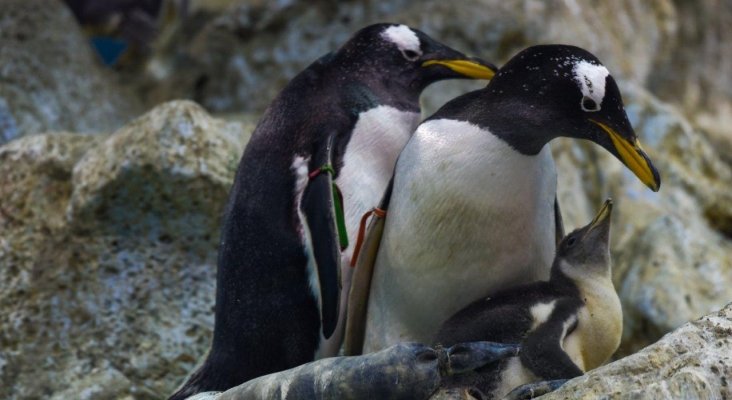 Loro Parque recibe el año dando la bienvenida a variascrías de pingüino de diferentes especies